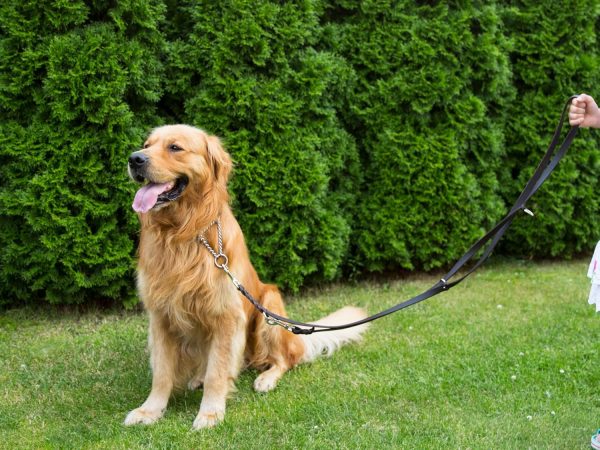 CopcoPet – Fettlederleine für Hunde – 3-fach verstellbare Hundeleine aus weichem Leder mit Karabinern & Beschlägen aus Messing – geflochtene Führleine 100% Handmade in Germany (2,40 m x 15mm | Cognac) 6